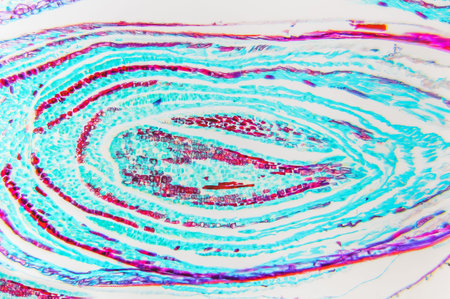 Pinus Female Strobile LS- science background. Micro section preparation for scientific study and...
