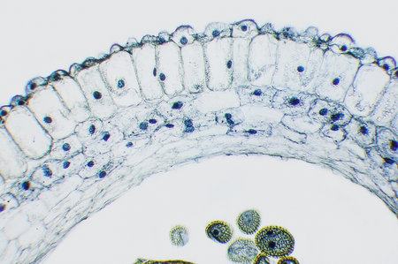 lily ovary cross section. Micro preparation samples- section (tissue) for microscope examination.