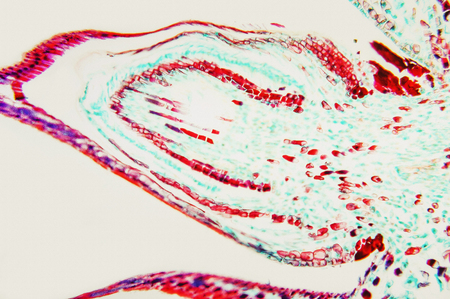 Pinus Female Strobile LS- science background. Micro section preparation for scientific study and research of life on Earth.の写真素材