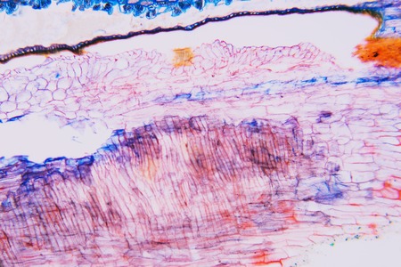 Micropreparations weevil rye. Angiosperms, the most adapted to the conditions of life on Earth.の写真素材