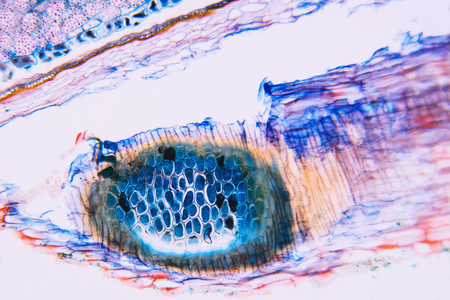 Micropreparations weevil rye. Angiosperms, the most adapted to the conditions of life on Earth.の写真素材