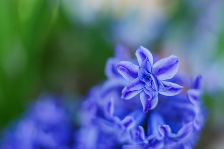 Still life flower hyacinth. Bulbous plant, which grows in the garden area and in the home. Photo jacinth used for printing on large format canvas.の写真素材