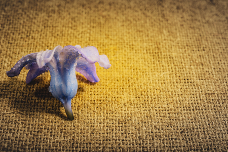 Still life flower hyacinth. Bulbous plant, which grows in the garden area and in the home. Photo jacinth used for printing on large format canvas.の写真素材