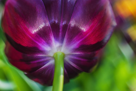 Spring time of flowering tulips. Decoration- flower background