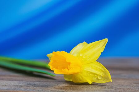 Still life crocus flower. Bulbous plant, which grows in the garden area and in the home. Photo used for printing on large format canvas.の写真素材