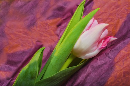 Spring time of flowering tulips. Decoration- flower background. Photo used for printing on large format canvas.の写真素材