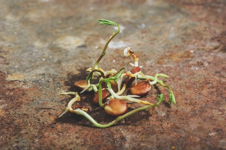 Green sprouts of coffeeの写真素材