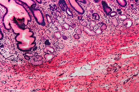 Abstract nature cell- pyloric stomach of the dog. Histological preparation- dissection of animal tissue into thin layers with microtome.の写真素材