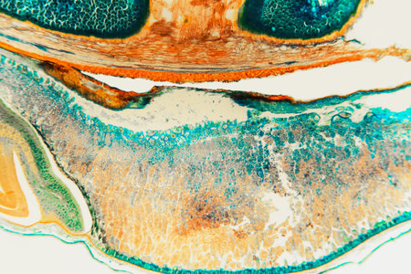 Anatomical structure weevil rye- biological section microscope slides. Cell background. Biology...