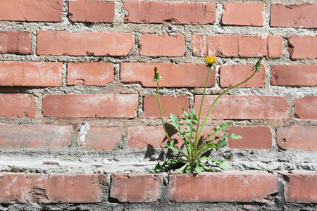 Brick wall  background. Use as design element of residential and office interiors, rough, cracked roughness, the weathered masonry. Architecture abstract pattern.の写真素材