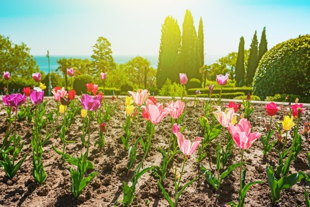 Spring park- flowering tulips against the bright sunの写真素材