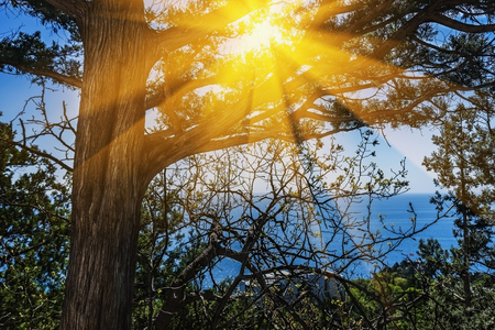 Beautiful background- dark bark. Trunk tree- bright rays of the sun.の写真素材