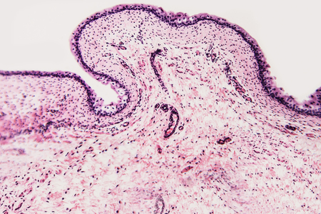 Natural background cell texture- bladder cat. Biological microscope prepared slidesの写真素材
