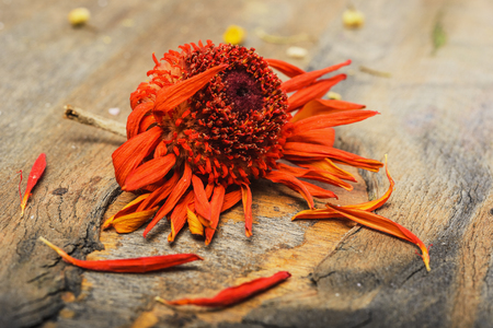 Background- dying petal dried flowers lie on a wooden surfaceの写真素材