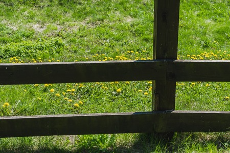 Nature background- blooming lawn and the bushes behind the wooden fenceの写真素材