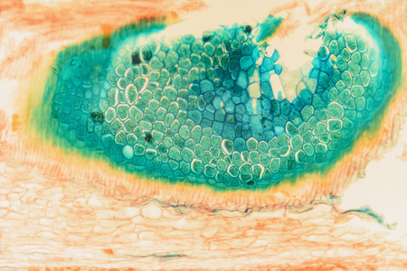 Macro cell- nature background. Research and control of agriculture when growing poaceae. Rye seed- cross section of micro preparationの写真素材
