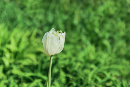 Study guide- reproduction flowers. Natural park: tulip on blurred background- beautiful bokeh.の写真素材