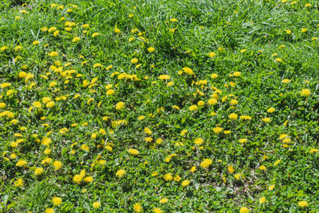 Spring- flowering time. Yellow dandelions on a background of green grass