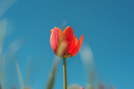Springtime- tulips in full bloom in the national botanical garden