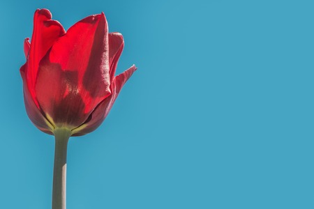 Springtime- tulips in full bloom in the national botanical gardenの写真素材