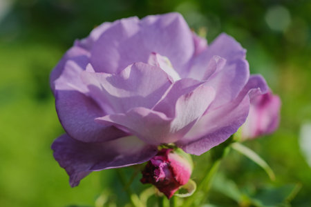 Background flowers- beautiful rose bloom in the park. Blur- great bokeh.の写真素材