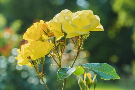 Blooming roses in the park- natural landscape. Summer day.の写真素材