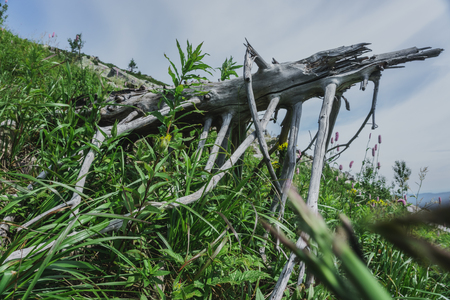 Mountain rocks and slopes of the Southern Urals. Alpine meadows in the national Park Taganayの写真素材