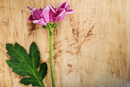 Pink chrysanthemum on paper- abstract background with flowerの写真素材