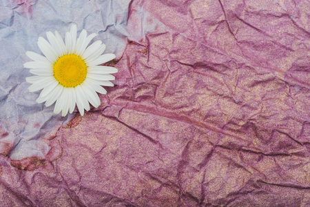 The flower daisy on the structural sheet of paper. Abstract background paint.の写真素材