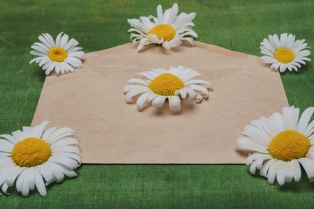still life- an envelope and white daisies are on a green plywoodの写真素材