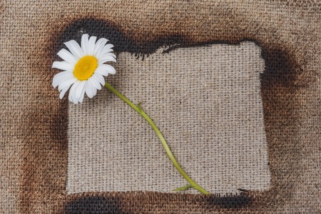 White daisy on canvas- abstract background. Close up photographyの写真素材