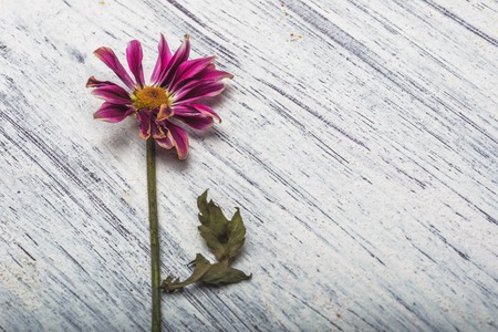 The flower chrysanthemum on the structural wooden board. Abstract background plywoodの写真素材