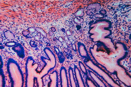 Abstract science background- pyloric division of the stomach of the dog. Cell biologyの写真素材