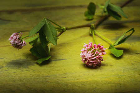 Sprig of flowers clover is a wooden surface. Nature backgroundの写真素材