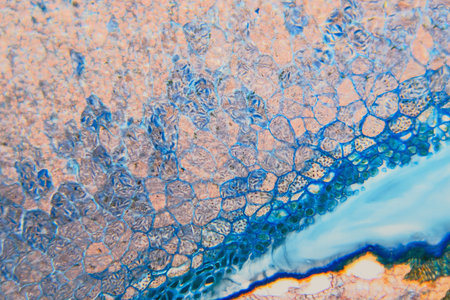 Nature pattern: cross-section weevil rye. Beautiful vegetable background. Biological prepared...