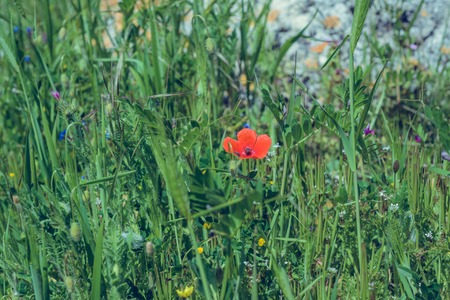 Landscape nature- flowers of red poppy on background of green grassの写真素材
