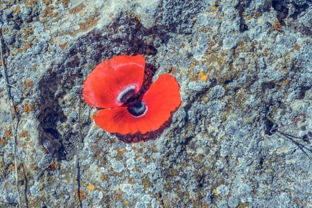 Landscape nature- flowers of red poppy on background of green grassの写真素材