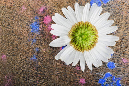 Beautiful daisy flower lying on wooden background. Drops of paint on plywood.の写真素材