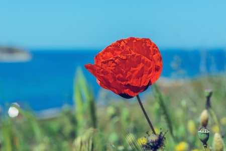Landscape nature- flowers of red poppy on background of green grassの写真素材