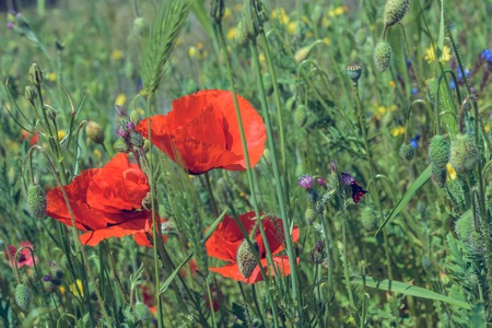 Landscape nature- flowers of red poppy on background of green grassの写真素材