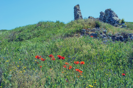 Landscape nature- flowers of red poppy on background of green grassの写真素材
