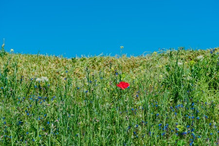 Landscape nature- flowers of red poppy on background of green grassの写真素材