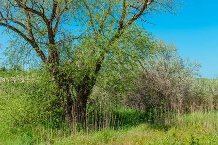 Old ruins of a brick- stone walls of the ancient city. National archaeological park.の写真素材