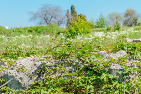Old ruins of a brick- stone walls of the ancient city. National archaeological park.の写真素材