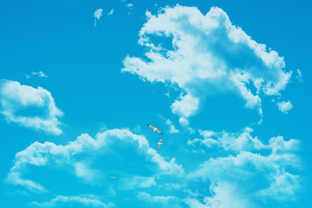 Landscape water- seagull flying over the surface of the deep blue seaの写真素材