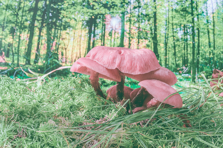 Edible mushrooms in the grass- nature background. Forest landscape.の写真素材