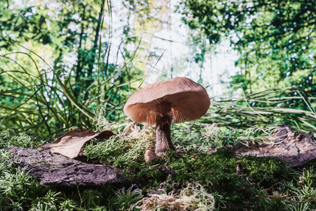 Edible mushrooms in the grass- nature background. Forest landscape.の写真素材
