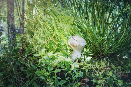 Edible mushrooms in the grass- nature background. Forest landscape.の写真素材
