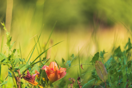 Artwork painting wallpaper. Flower colors- art modeling creative space for interior decoration. Compositional elements are used for a better perception of: abstract lines, blur, color tone, texture artistic materialの写真素材