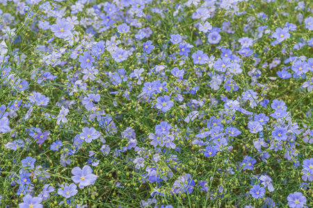 Flax field- summer background. Agriculture landscape- beautiful flowersの写真素材